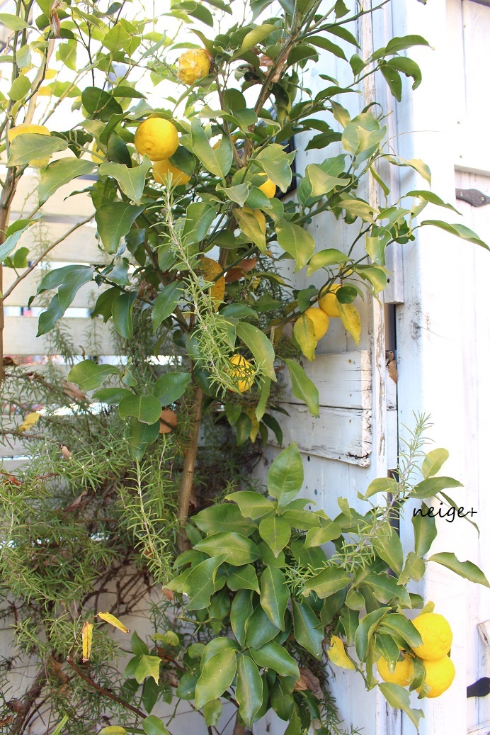 今年の『冬至』は庭の柚子が豊作♪柚子はちみつを楽しんでます_f0023333_22440671.jpg