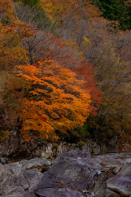 2021紅葉輝く奈良 秋深まる川迫川渓谷 : 花景色－K.W.C. PhotoBlog