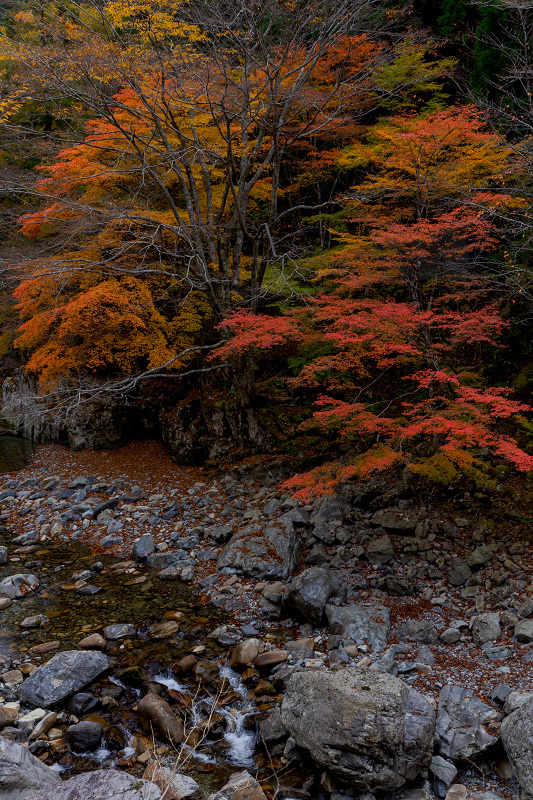 2021紅葉輝く奈良 秋深まる川迫川渓谷 : 花景色－K.W.C. PhotoBlog