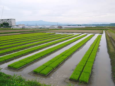 令和4年を熊本の安全で美味しいお米で迎えませんか!紹介3:惜しまぬ手間ひまの匠の『七城米 長尾さんのこだわりのお米』_a0254656_18352958.jpg