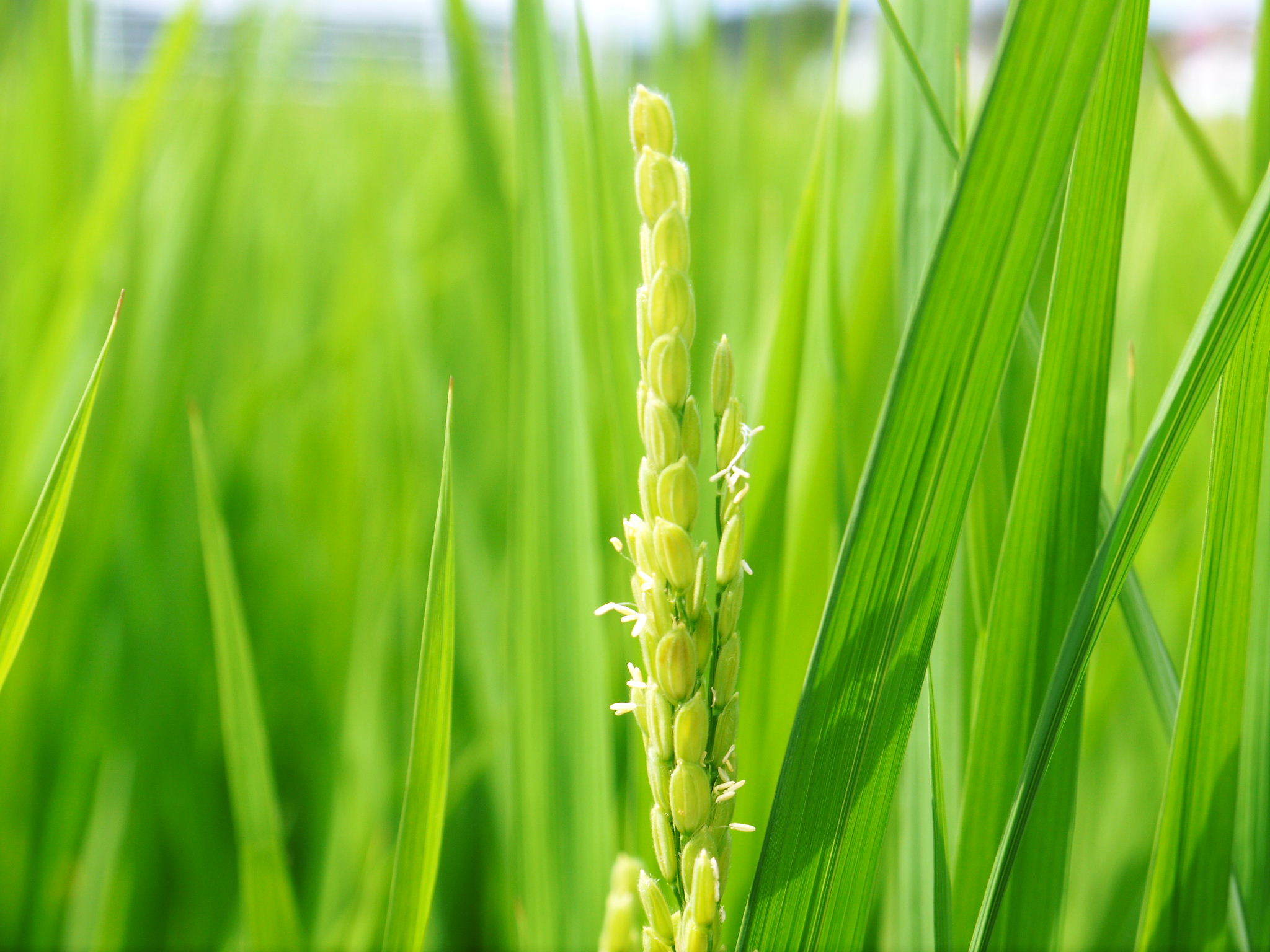 令和4年を熊本の安全で美味しいお米で迎えませんか!紹介3:惜しまぬ手間ひまの匠の『七城米 長尾さんのこだわりのお米』_a0254656_18381028.jpg