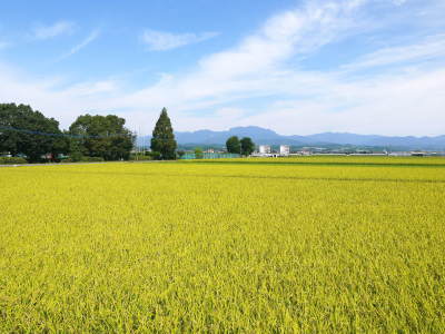 令和4年を熊本の安全で美味しいお米で迎えませんか!紹介3:惜しまぬ手間ひまの匠の『七城米 長尾さんのこだわりのお米』_a0254656_18391695.jpg