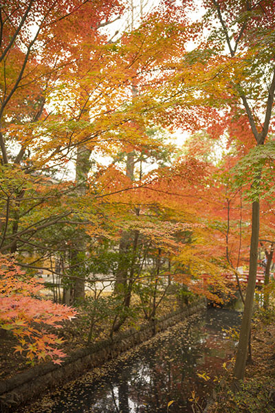 鶴岡八幡宮の紅葉_b0145398_21151917.jpg