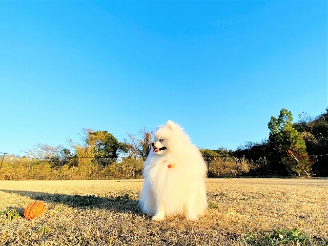 ポメサンタとシェパトナカイ_d0360206_19342306.jpg