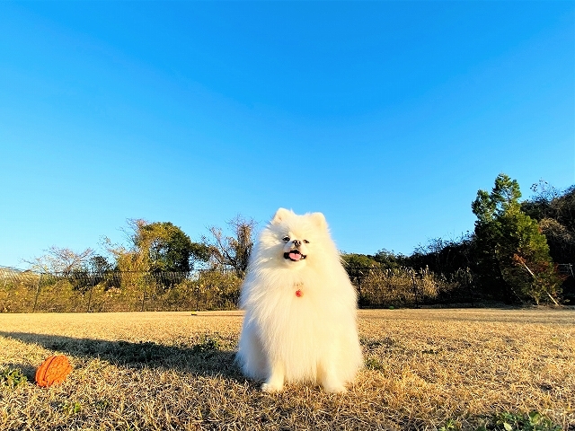 ポメサンタとシェパトナカイ_d0360206_19342399.jpg