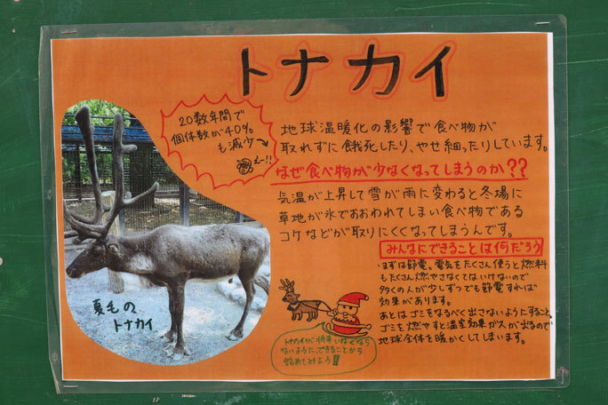 トナカイ チョッパー クリスマスよりの使者 と呼ばれた男は今 羽村市動物公園 December 続々 動物園ありマス