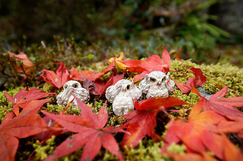 ブログテーマ「紅葉の1枚」_f0357923_16475694.jpg