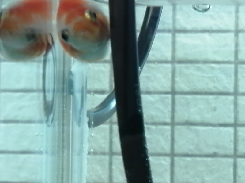 ピンポンパール稚魚飼育情報ホームページを書いてます めちゃくちゃ可愛い ぽっちゃり小赤の金魚ブログ