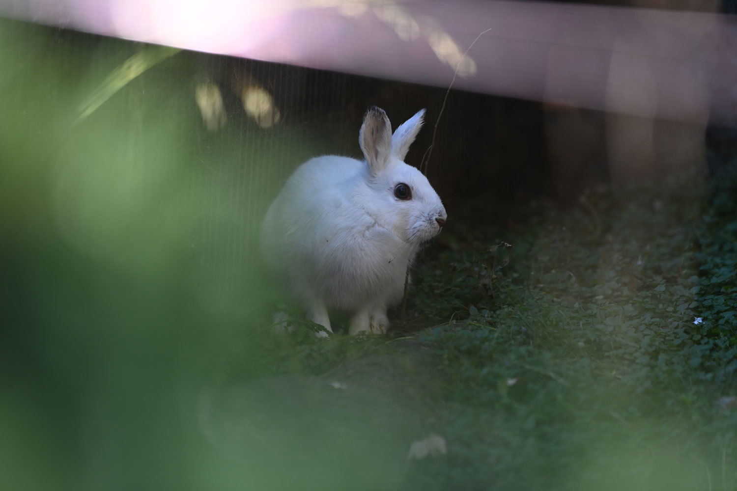 白い妖精 動物園へ行こう