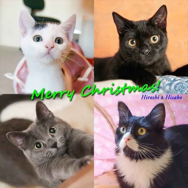 メリークリスマス、猫たちとともに。（長文です）_d0047461_00163552.jpg