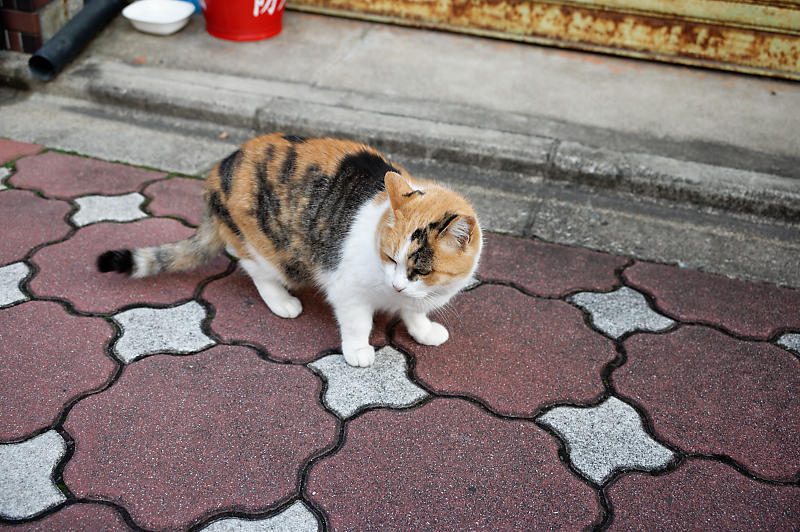 町角ニャンコ・冬のある日_f0032011_15100385.jpg