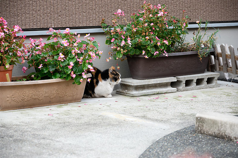 町角ニャンコ・冬のある日_f0032011_15100391.jpg