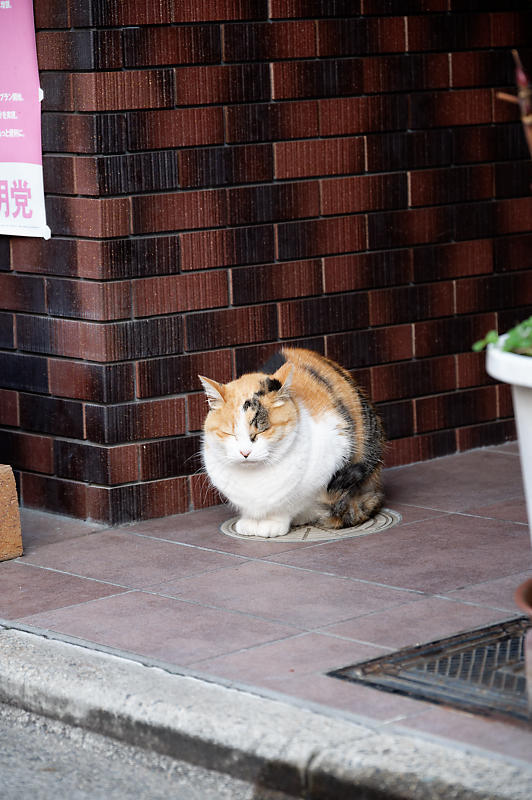 町角ニャンコ・冬のある日_f0032011_15100430.jpg