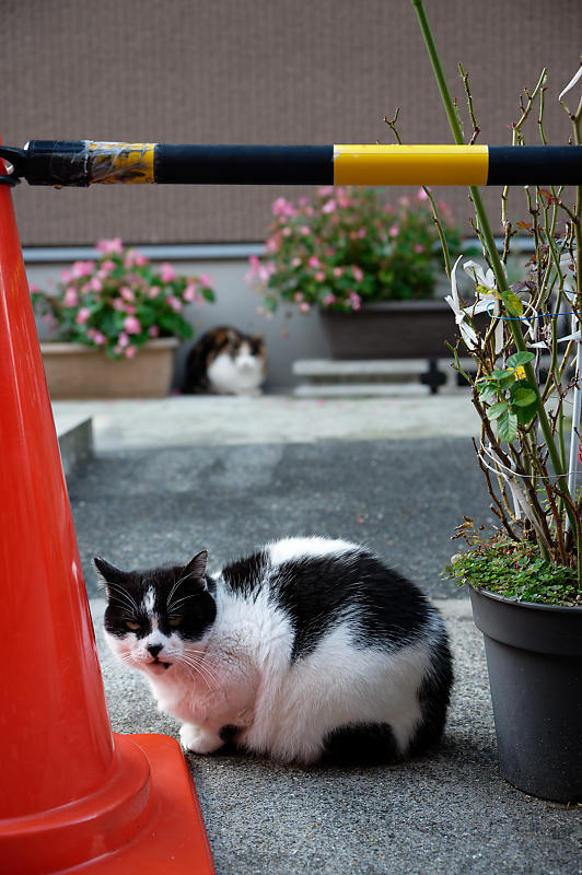 町角ニャンコ・冬のある日_f0032011_15100479.jpg