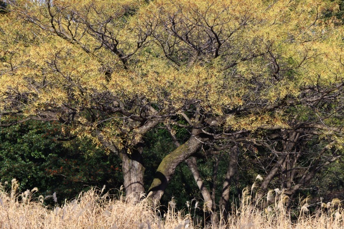 木の実　光が丘公園_b0325217_09584517.jpg