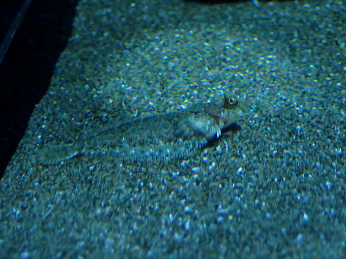 しながわ水族館 ババガレイ ナメタガレイ の赤ちゃん 東京湾に棲む生物たち August 続々 動物園ありマス