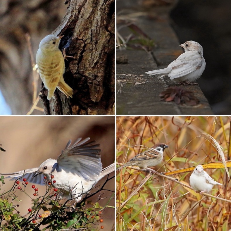 2014 ~ 2021 白変、アルビノ、黄変個体特集 : シエロの野鳥観察記録