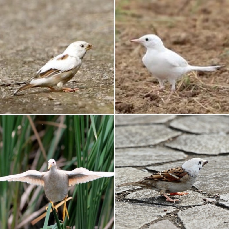 2014 ~ 2021 白変、アルビノ、黄変個体特集 : シエロの野鳥観察記録