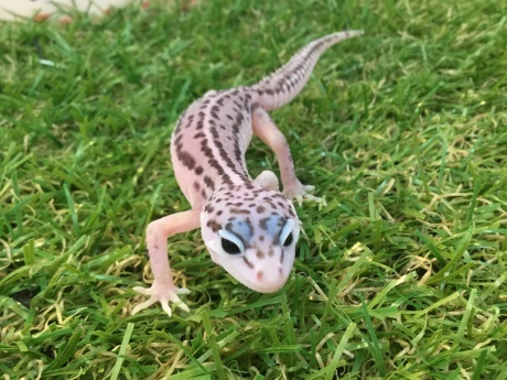211225 レオパ_f0189122_10242040.jpeg
