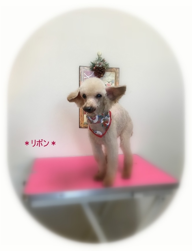 フリルちゃん＆リボンちゃん_a0315823_19193777.jpg