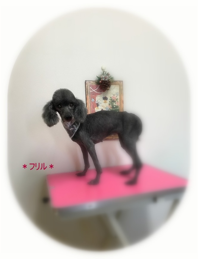 フリルちゃん＆リボンちゃん_a0315823_19194414.jpg