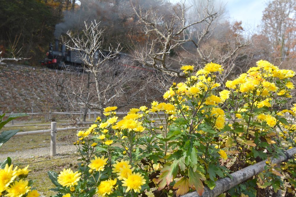 9号機関車 秋から冬_e0373930_19445342.jpg