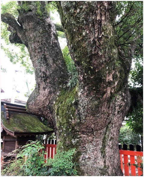 　　　　＜　藤木神社　＞_c0036080_21010131.jpg