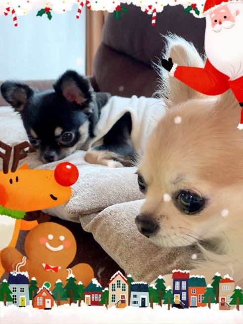 merry Xmas_e0375290_07381943.jpeg