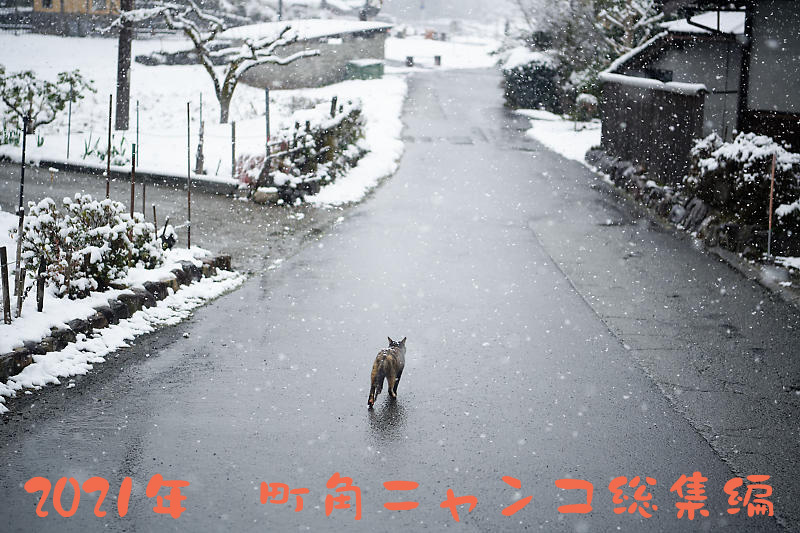2021年 町角ニャンコ総集編_f0032011_19430280.jpg
