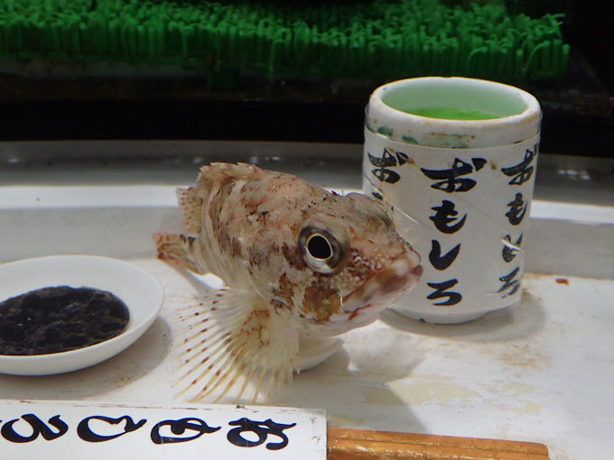 ヨコハマおもしろ水族館～「寿司水槽」のお出迎えカサゴ : 続々