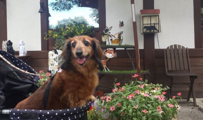 クルミちゃん 湘南気まま生活