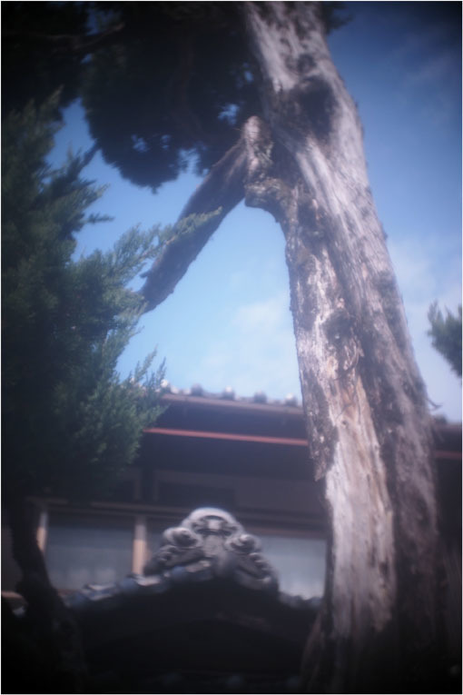 2278　メドベット（2021年2月8日キノプラズマート19㎜F1.5は奈良町を妖気で包むよう）写幻_b0226423_11585593.jpg