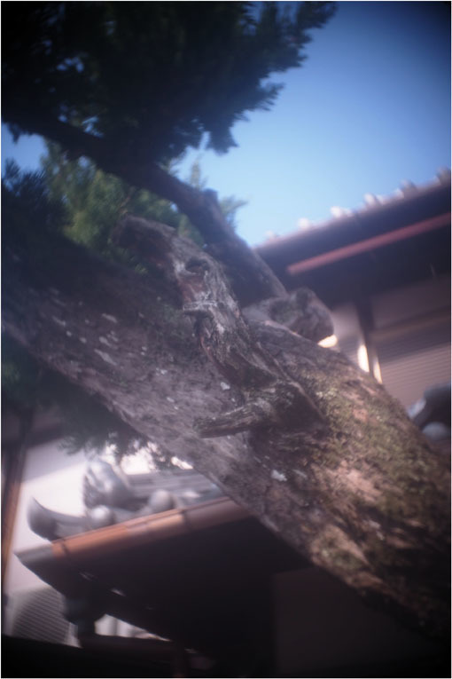 2278 メドベット(2021年2月8日キノプラズマート19㎜F1.5は奈良町を妖気で包むよう)写幻_b0226423_11590526.jpg