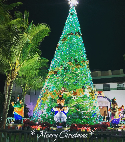 ハワイのクリスマスツリー E N Joy ハワイのクリスマスツリー E N Joy