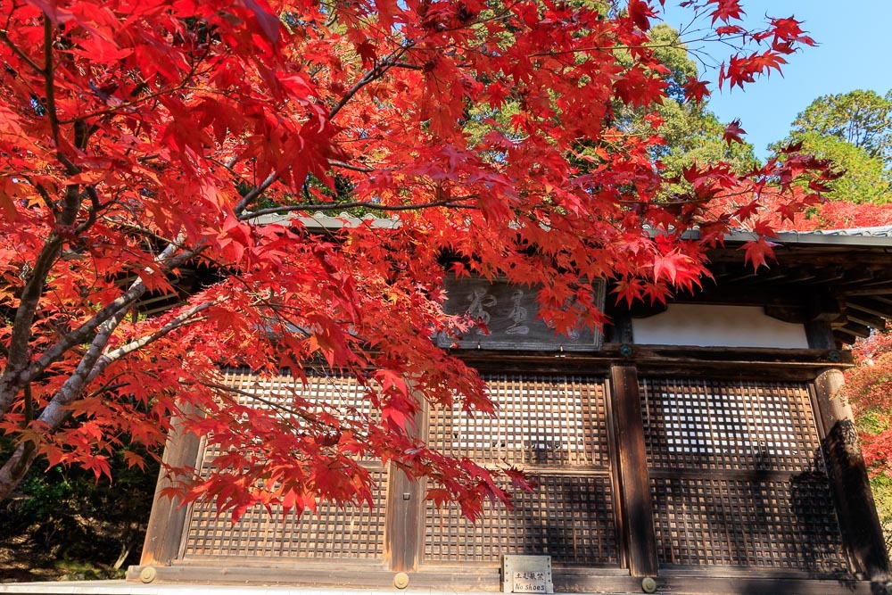 高雄　神護寺の紅葉_b0325840_20540314.jpg