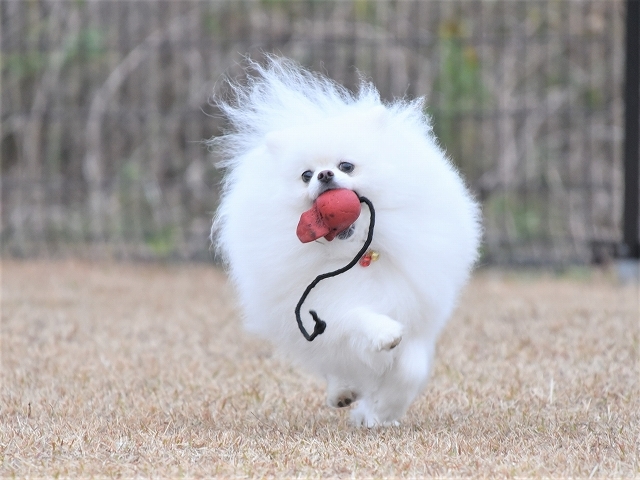 年末に向けたテンション_d0360206_20300845.jpg