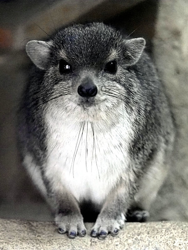 地球に暮らす小さな仲間 キボシイワハイラックス 動物園放浪記
