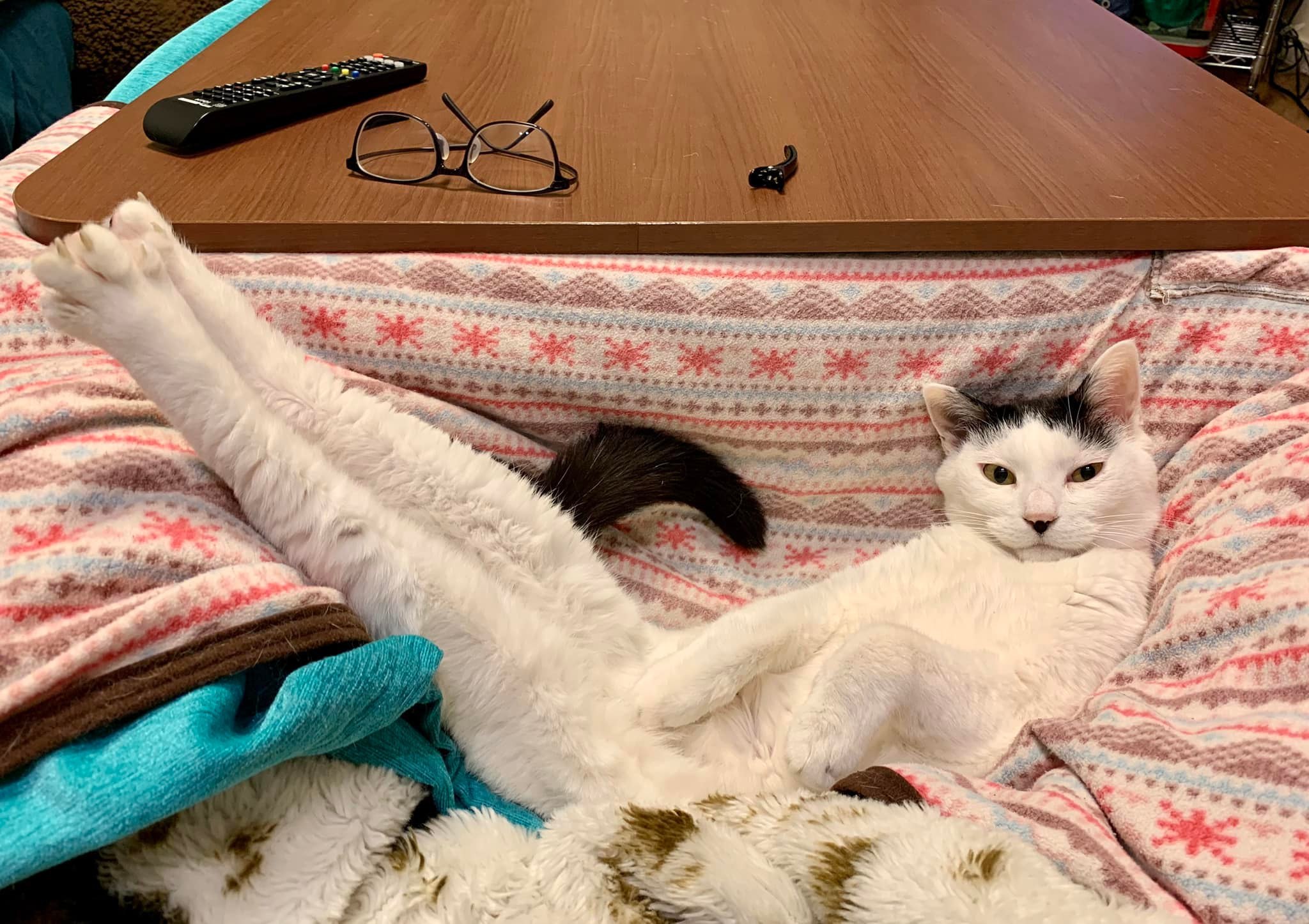 プチコのこと_5　#猫慢性腎臓病_e0026053_13544171.jpg