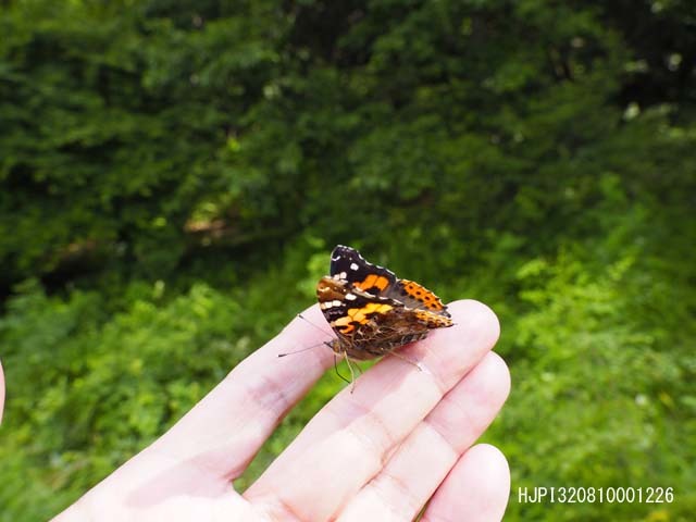 蝶の玉手箱