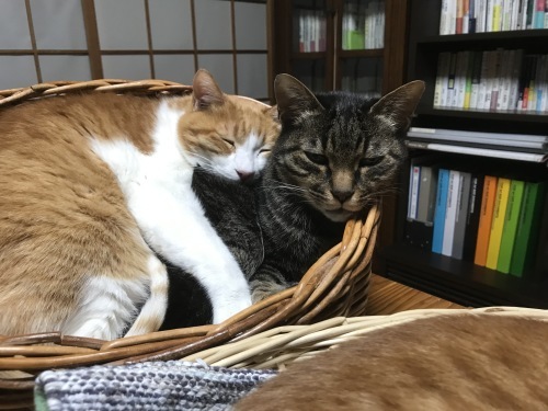 2021年買ってよかったものと、今からできるよい習慣_f0054677_09090070.jpg