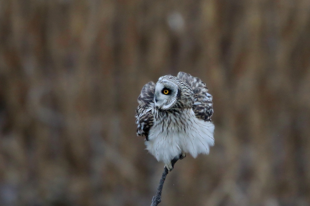 細い枯れ枝に停まるコミミズク 2 ｔ ｈの野鳥写真