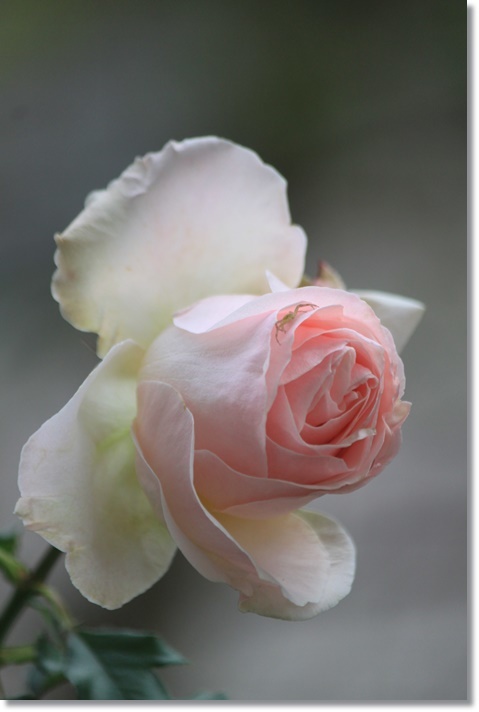 １２月のバラが美しい_c0325701_22582338.jpg