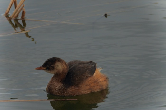 冬の水鳥（写真） 水辺の野鳥(冬鳥)4k(No113)Waterside Wild Birds#野鳥 - YouTube