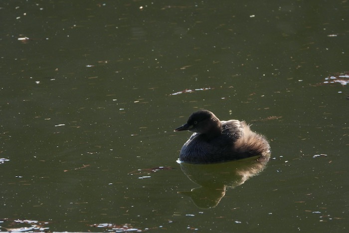 冬の水鳥観察@石神井公園 : 世話要らずの庭