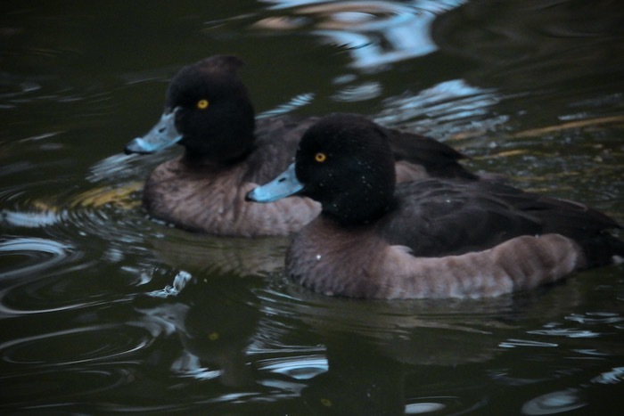 冬の水鳥観察@石神井公園 : 世話要らずの庭