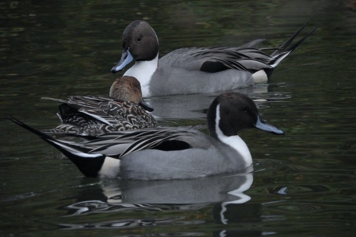 冬の水鳥観察@石神井公園 : 世話要らずの庭