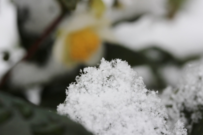 ふわふわ、キラキラの雪_b0220318_18525031.jpg