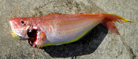 空から甘鯛が降ってきた 鮎 山女魚 キジさんに会いたくて