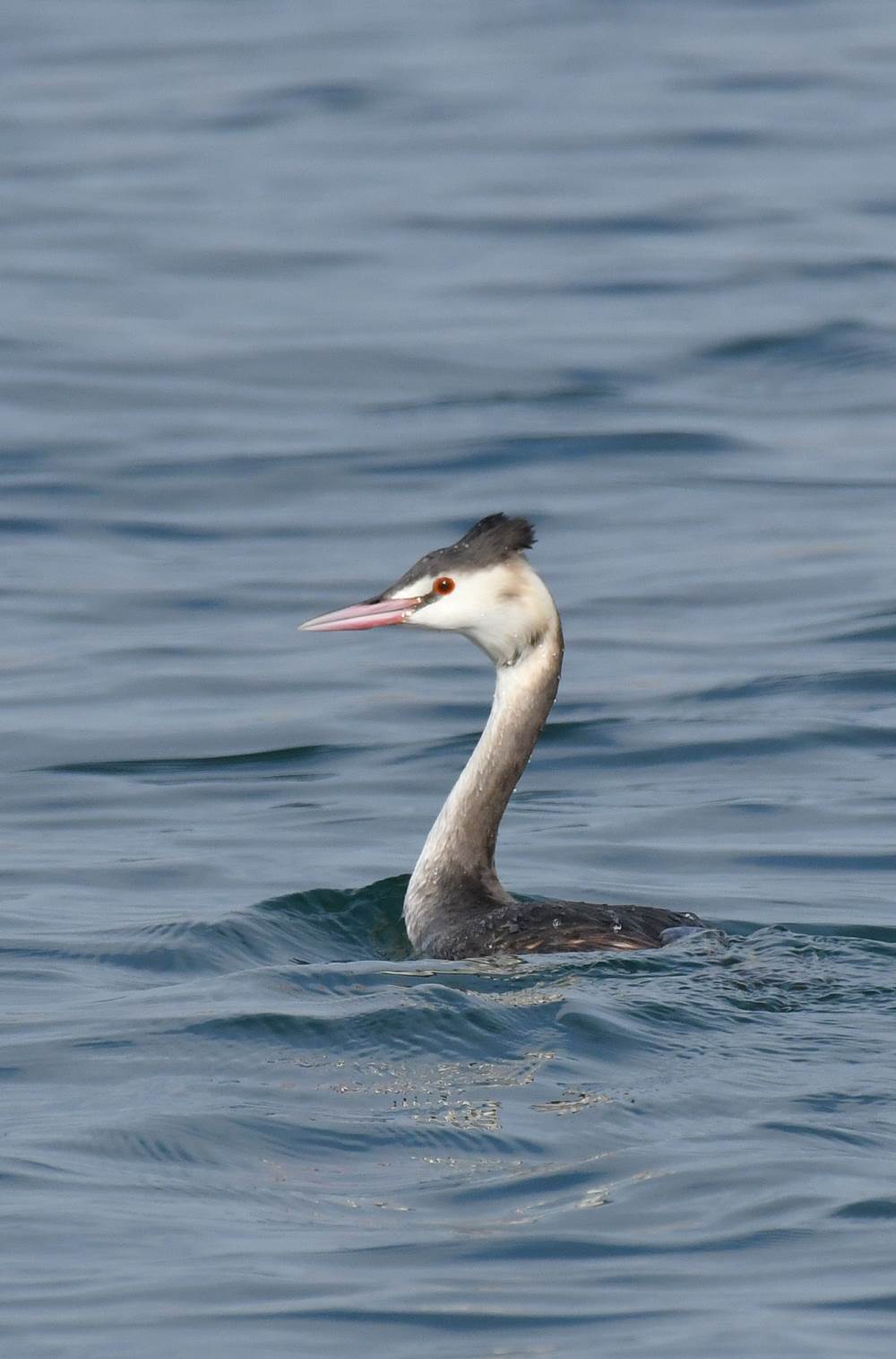 海岸近くのカンムリカイツブリ 阪南カワセミ 野鳥と自然の物語 日本の蝶 蝶と自然の物語