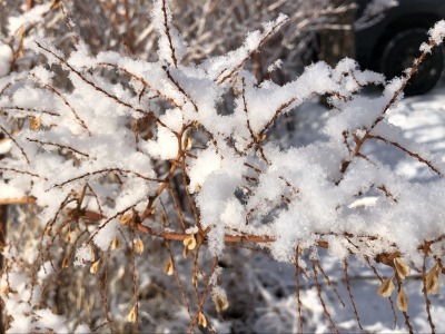 クリスマス後の雪_c0353373_04265828.jpg